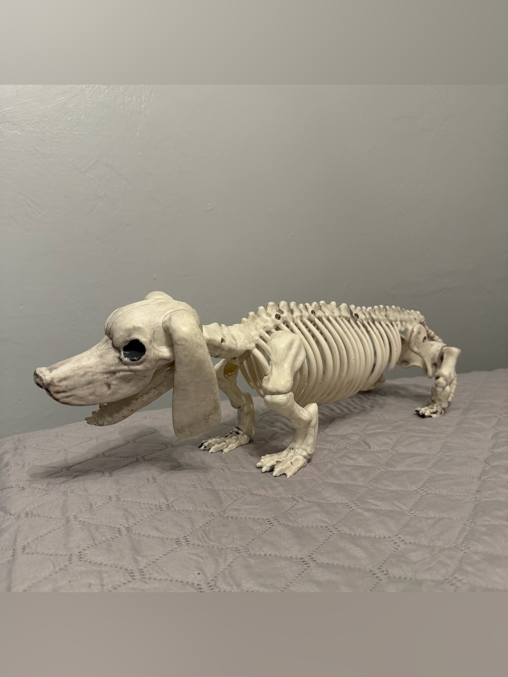 Weiner Dog Skeleton Halloween Decor in Bone White